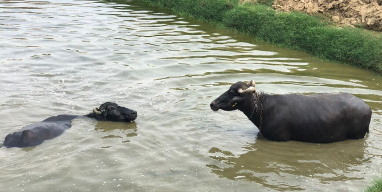 A Baby Step Towards Self-Sustainability: Our Natural Pond Cleaning Experiment